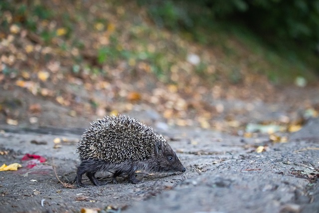媒体人：山东泰山B队将面临重组，现有球员将面对未来规划
