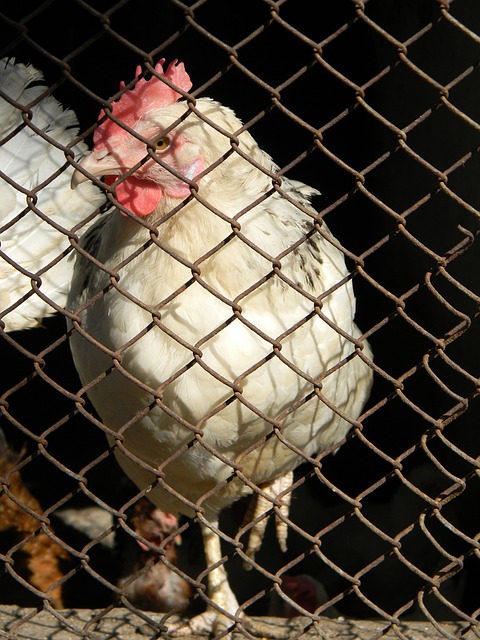 西甲前瞻：塞维利亚遭遇联赛三连败，奥萨苏纳客场战绩惨淡